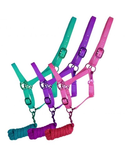 LICOL ETHOLOGIQUE TRAVAIL CORDE LONGE HORSEMANSHIP