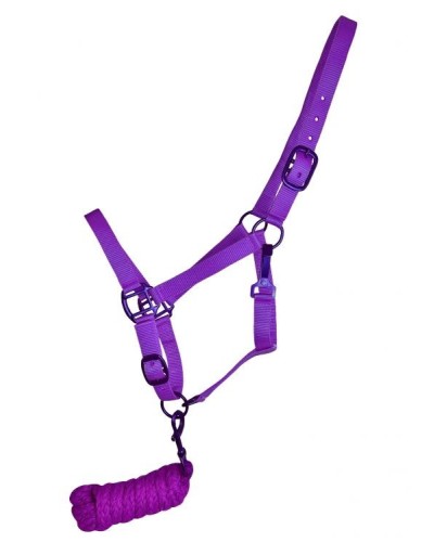 LICOL ETHOLOGIQUE TRAVAIL CORDE LONGE HORSEMANSHIP