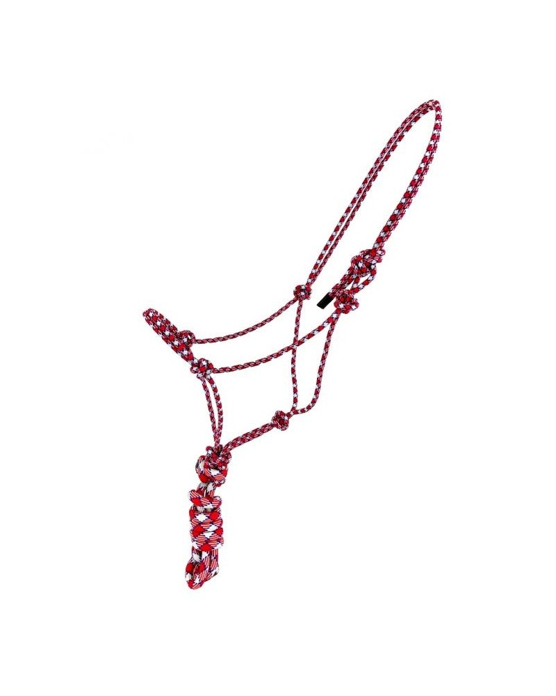 LICOL ETHOLOGIQUE TRAVAIL CORDE LONGE HORSEMANSHIP